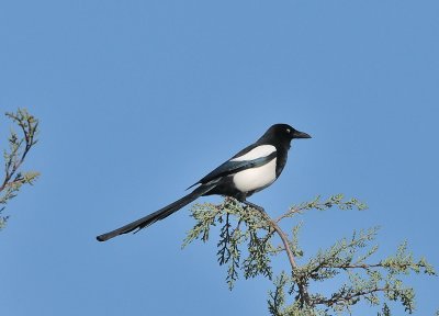 DSC_1762c.jpg