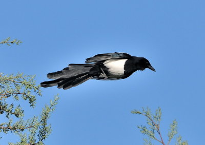 DSC_1765c.jpg