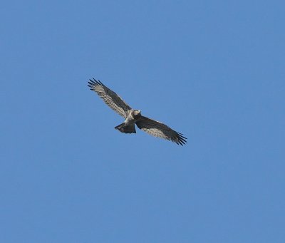 DSC_1789c.jpg