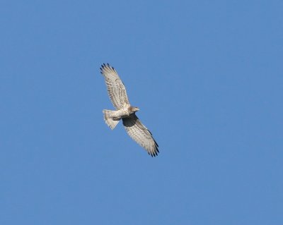 DSC_1791c.jpg