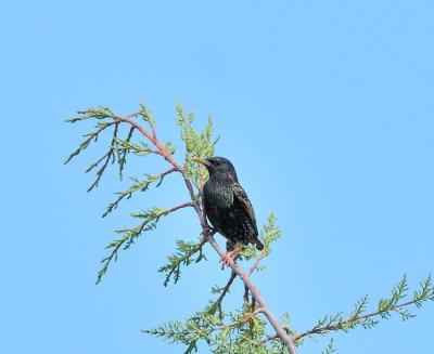 DSC_2019c.jpg