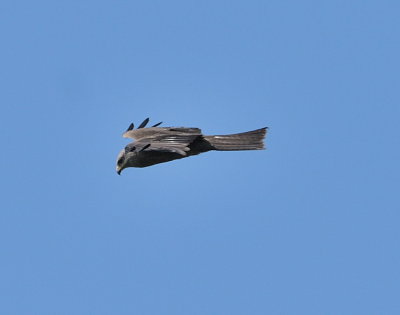 DSC_2051c.jpg