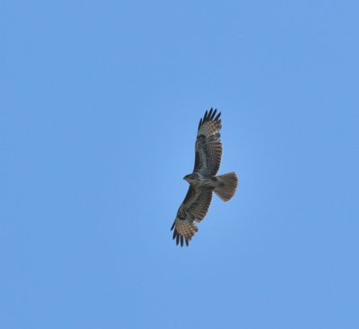 DSC_2080c.jpg