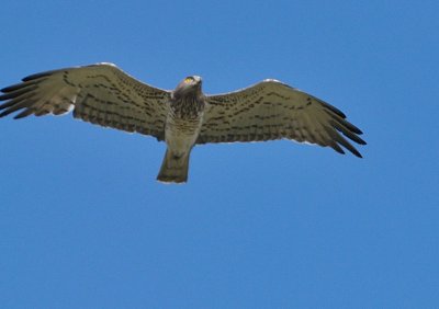 DSC_2174c.jpg