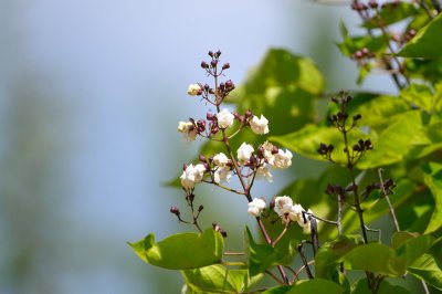 DSC_2305c.jpg