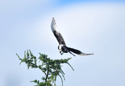 DSC_2324c.jpg