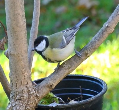 DSC_0610c.jpg
