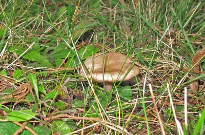 IMG_0274.jpg