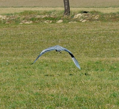DSC_1321c.jpg