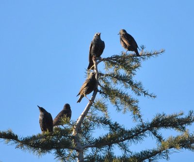 DSC_2861c.jpg