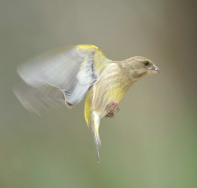 DSC_9312c.jpg