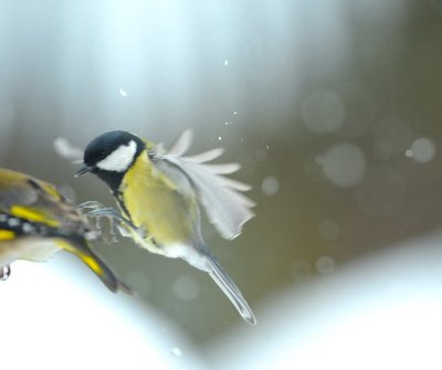 Snow birds with D700/500mm