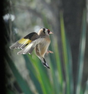 DSC_1922c.jpg