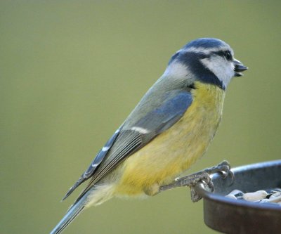 DSC_2208c.jpg