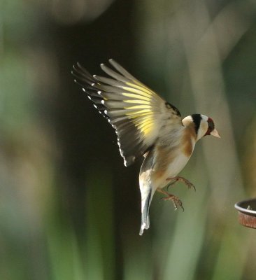 DSC_2604c.jpg