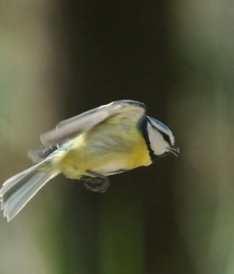 DSC_2640c.jpg