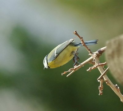 DSC_2694c.jpg