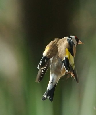 DSC_2746c.jpg