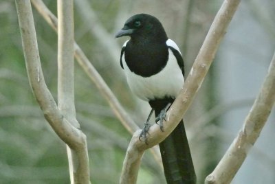 DSC_2873c.jpg