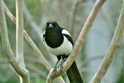 DSC_2875c.jpg