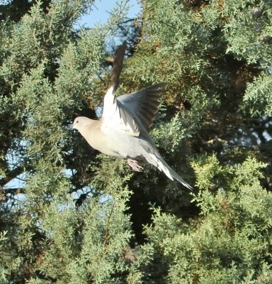 DSC_3112c.jpg