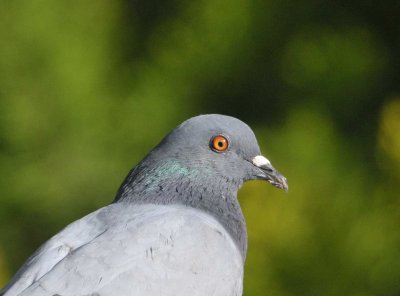 DSC_3289d.jpg