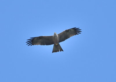DSC_3365d.jpg