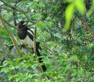 DSC_3305c.jpg