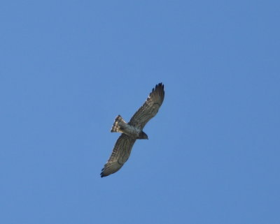 DSC_1990c.jpg