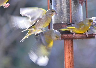 DSC_1065.JPG
