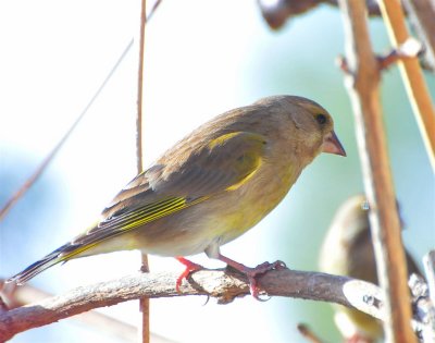 DSC_1084.JPG