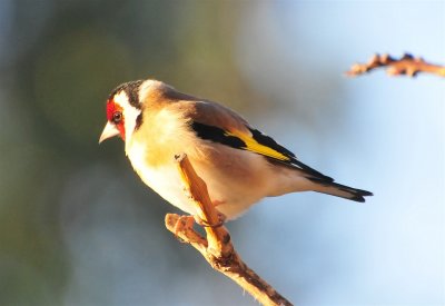 DSC_1100.JPG