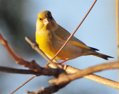 DSC_1107.JPG