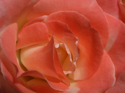 Portland Rose