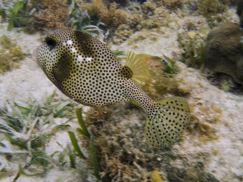 White spotted Trunkfish.jpg