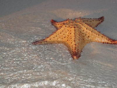 Starfish beach