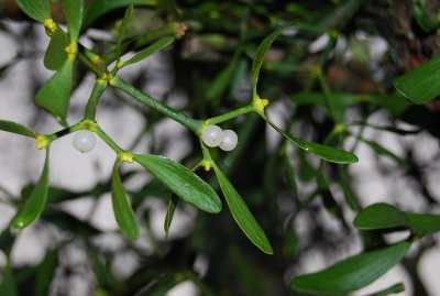 eldgarns wild male mistletoe