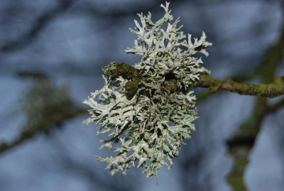 eldgarns lichen