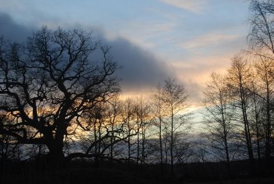 eldgarns trees