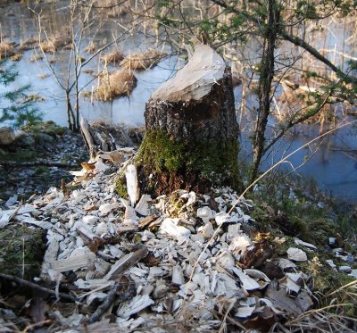 nacka beaver snack