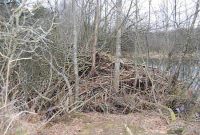 nacka beaver cottage