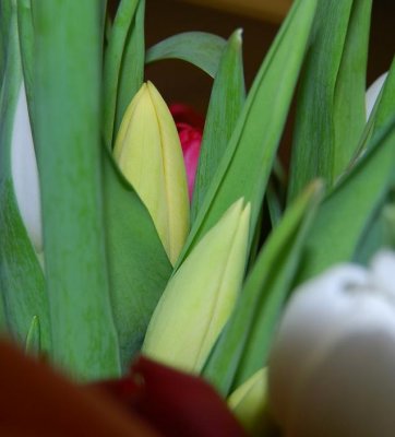 tulips