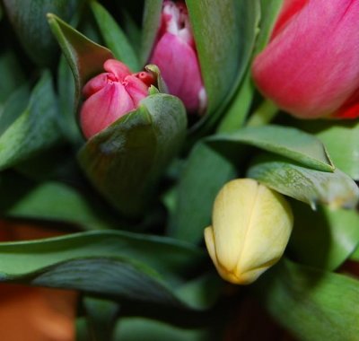 tulips