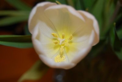 tulip
