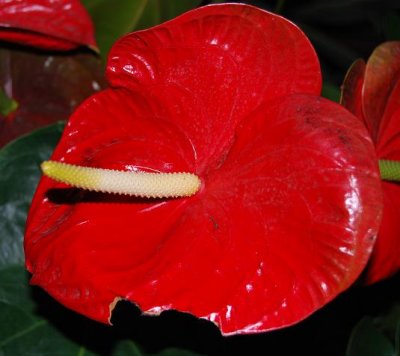 haga flower