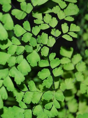 haga leaf