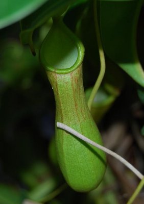 haga meat eating plant