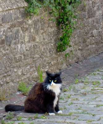 Nice fellow at Wells Cathedral, UK