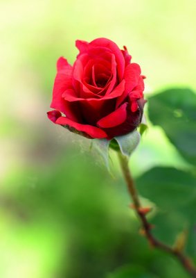 A red rose is dedicated to all women of this web site ... :-)