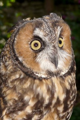 owlle6171_Long-eared Owl